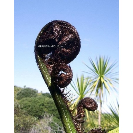 Crosse de fronde de Fougères Arborescentes « Cyathea Medullaris »
