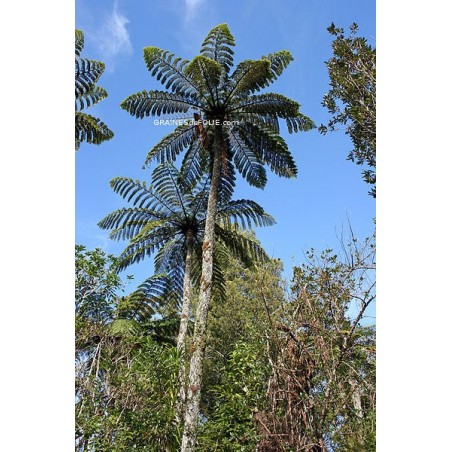 Fougères Arborescentes « Cyathea Medullaris »