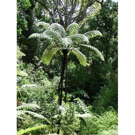 Fougères Arborescentes « Cyathea Medullaris »