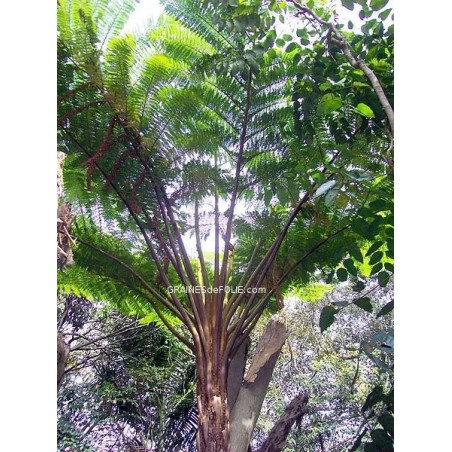 Fougères Arborescentes « Cyathea Brownii »