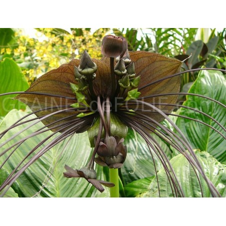 CHAUVE SOURIS Noire