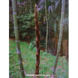 Bambou Géant MOSO