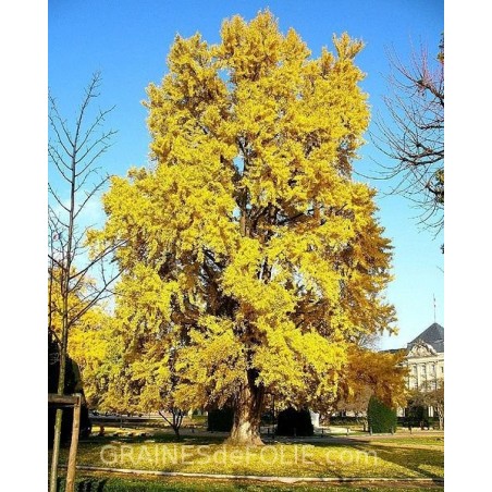 Arbre aux 40 ECUS « Gingko Biloba »