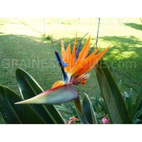 Oiseau de PARADIS Orange et Bleu
