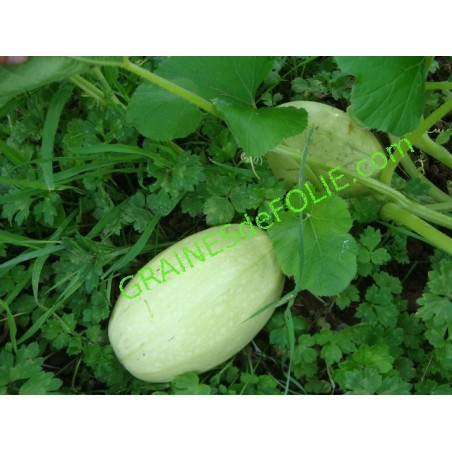 Courge Spaghetti végétal