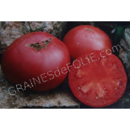 « PRUDEN 'S PURPLE » Tomate