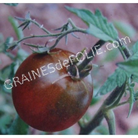 « PRINCE NOIR » Tomate