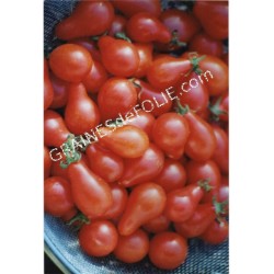 « POIRE ROUGE » Tomate cerise