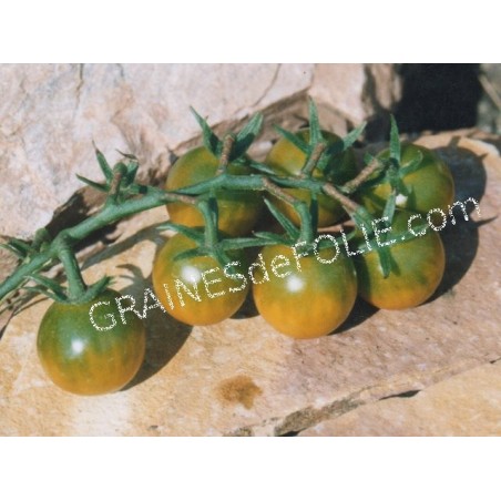 « RAISIN VERT » Tomate cerise
