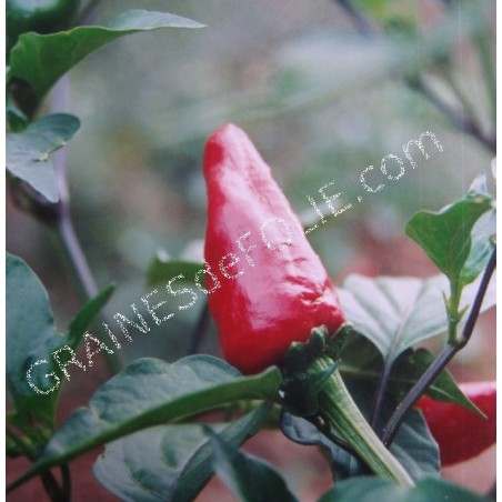 « dit d' ESPELETTE » Piment
