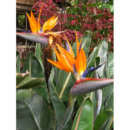 Oiseau de PARADIS Orange et Bleu