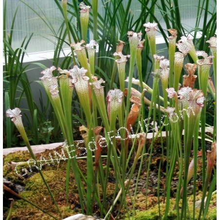 Plante Carnivore - Sarracenia leucophylla