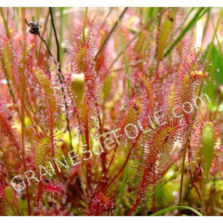 Plante Carnivore - Drosera anglica