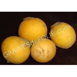 Navet Jaune BOULE d' OR
