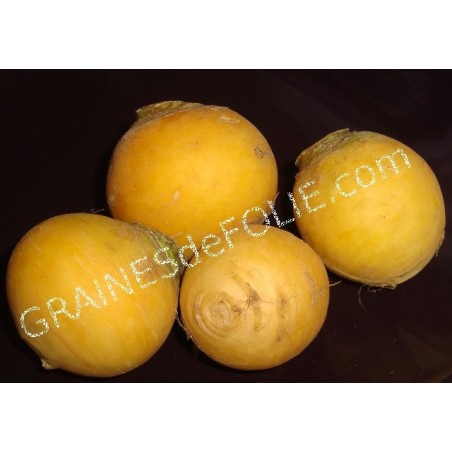 Navet Jaune BOULE d' OR