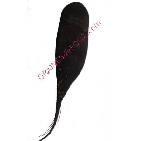 Radis d'hiver NOIR GROS LONG
