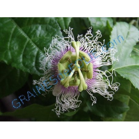 Grenadille - Passiflora edulis f.edulis semences graines samen seeds