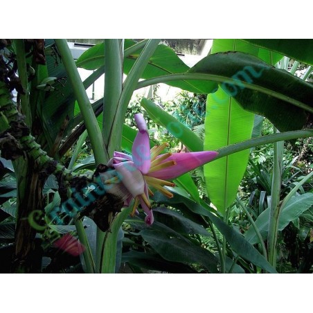 Bananier d' ORNEMENT Rose Musa ornata
