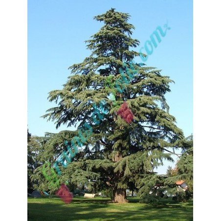 Cèdre de l' Himalaya Cedrus deodara adulte