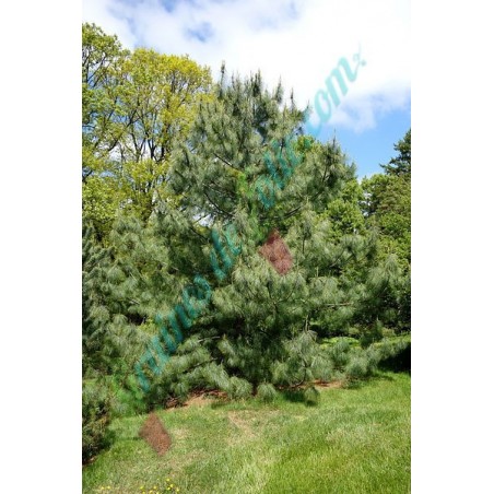 Pin pleureur de l' Himalaya Pinus wallichiana