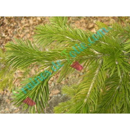 Sapin de l'ouest de l'Himalaya Abies pindrow