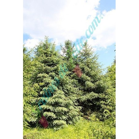 Sapin Picea asperata