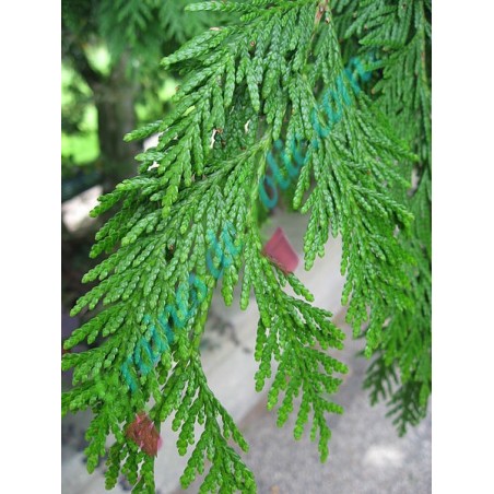 Cèdre de l' Ouest Thuja plicata