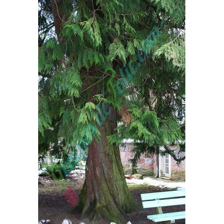 Cèdre de l' Ouest Thuja plicata