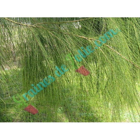 Filao ou Arbre de fer Allocasuarina verticillata