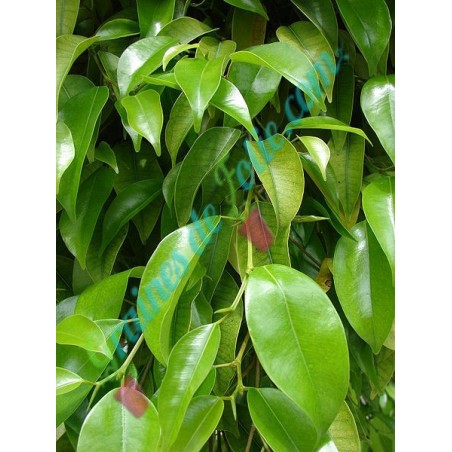 Figuier PLEUREUR Ficus benjamina
