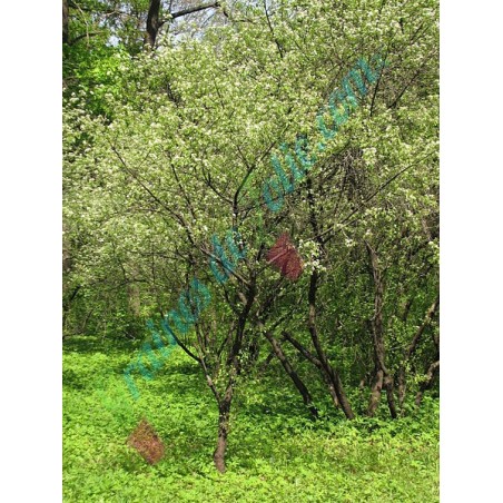 Cerisier de Sainte Lucie Prunus mahaleb