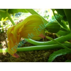 Courge GLAND ROI de la TABLE - Fleur