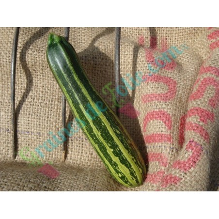 Courgette VERTE d' ITALIE