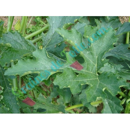 Courgette VERTE d' ITALIE - Feuille
