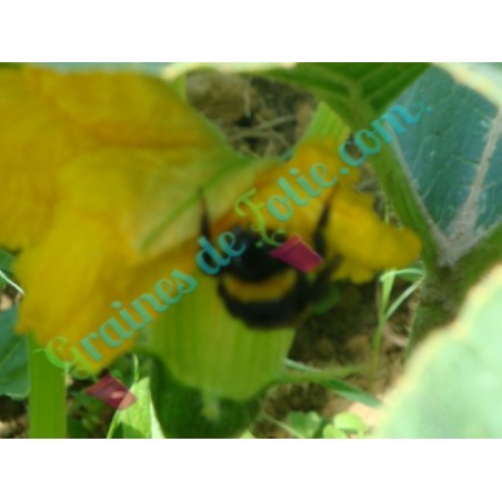 Courgette VERTE d' ITALIE - Fleur