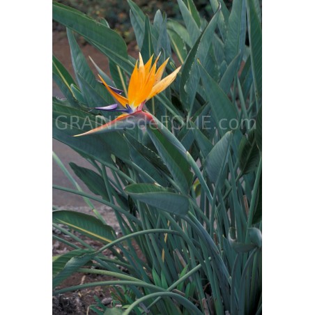 Oiseau de PARADIS Orange et Bleu
