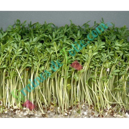 400 Graines de Cresson Alénois - légumes ancien salade - semences paysannes