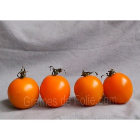 Tomate cocktail Ida Gold