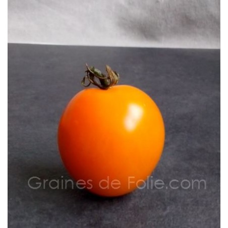 Tomate cocktail Ida Gold