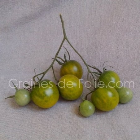 Tomate cerise RAISIN VERT