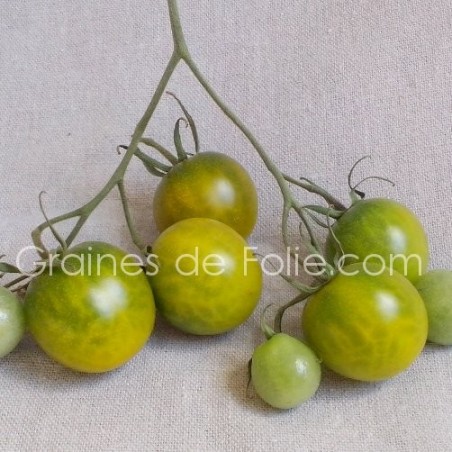 Tomate cerise RAISIN VERT