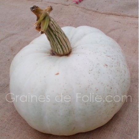 Potiron VALENCIANO