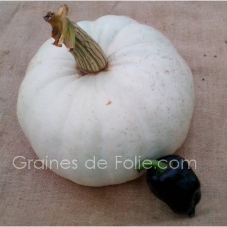 Potiron VALENCIANO