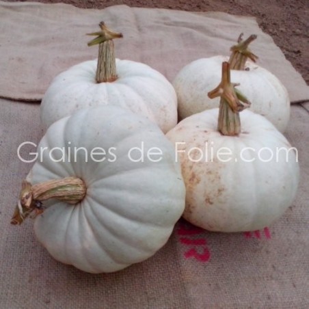 Potiron VALENCIANO