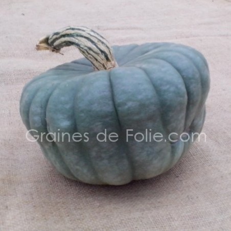 Potiron QUEENSLAND BLUE