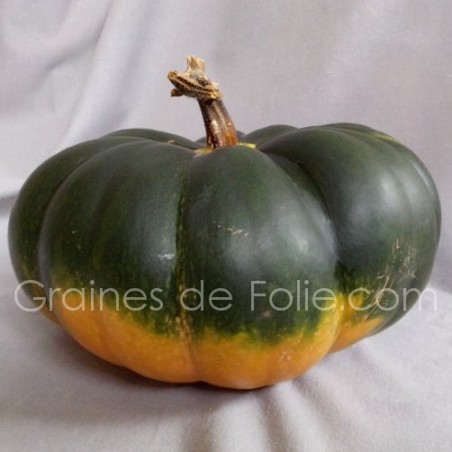 Potiron MUSQUEE de PROVENCE