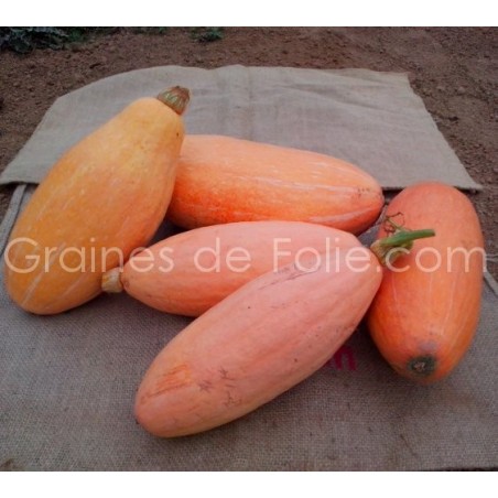 Courge PINK JUMBO BANANA
