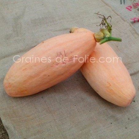Courge PINK JUMBO BANANA