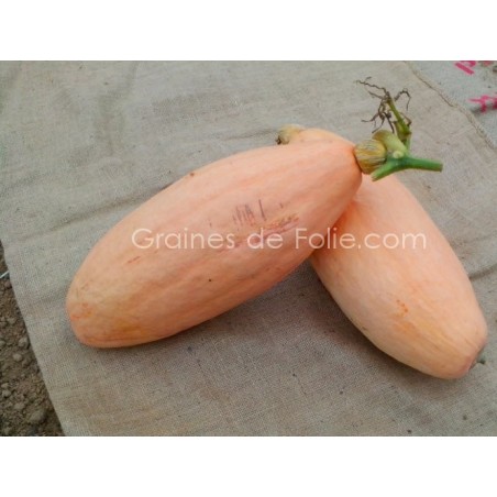 Courge PINK JUMBO BANANA