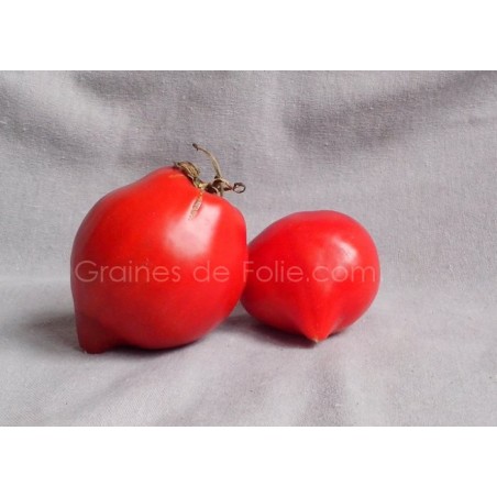 Tomate TETON de VENUS